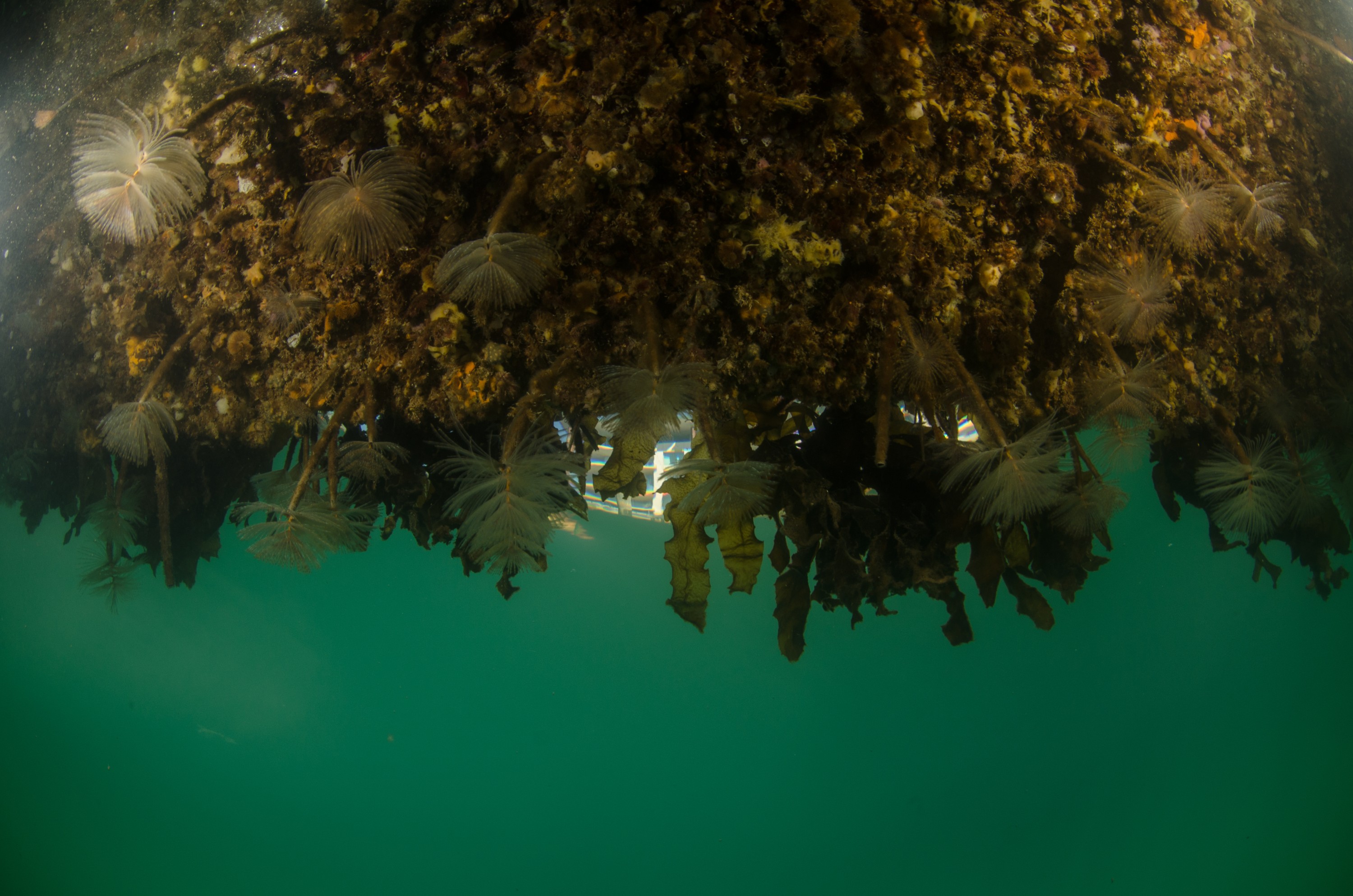 DSC_3016 – Mediterranean, fanworm, Sabella, spallanzanii, marine, pest, Auckland, underwater, crispin, nz, new, zealand, new zealand, fan, worm, marine, pest, invasive, Biosecurity